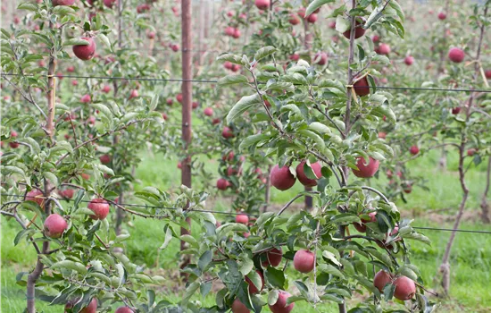 Malus 'Roter Gravensteiner' CAC