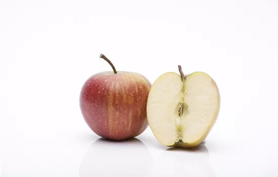 Malus 'Rubinette' -R- CAC
