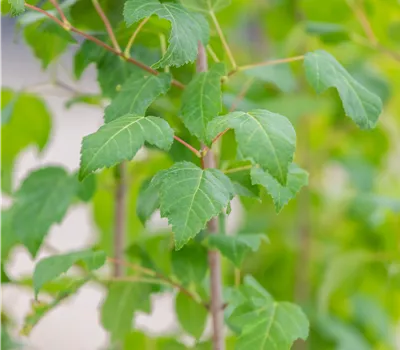 Acer ginnala Acer ginnala