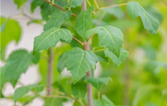 Acer ginnala