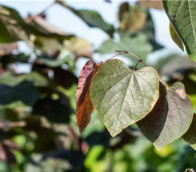 Catalpa erubescens 'Purpurea' Catalpa erubescens 'Purpurea'