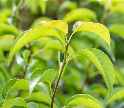 Pyrus com.'Harrow Delight' CAC Pyrus com.'Harrow Delight' CAC