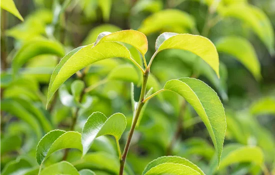 Pyrus com.'Harrow Delight' CAC