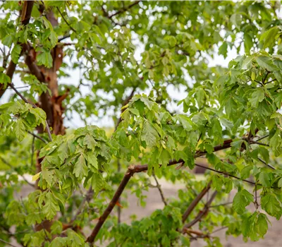 Acer griseum