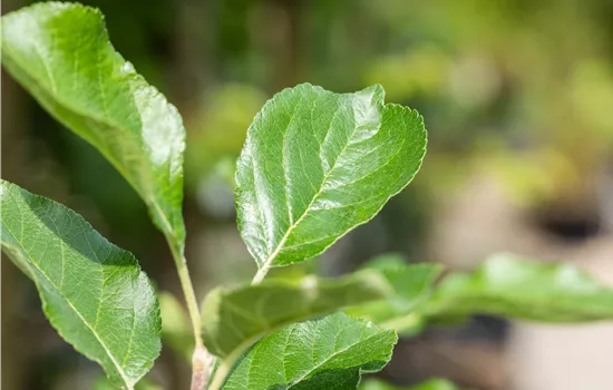 Malus 'Santana' -S- CAC