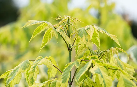 Acer negundo 'Aureo-variegatum'