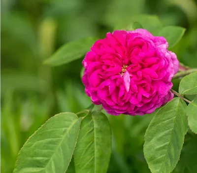 Rosa 'Rose de Resht' STR Rosa 'Rose de Resht' STR