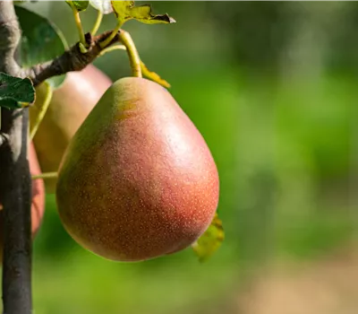 Pyrus com.'Nordhäuser Winterforelle' CAC Pyrus com.'Nordhäuser Winterforelle' CAC