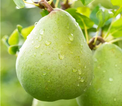 Pyrus com.'Obelisk' -R- CAC