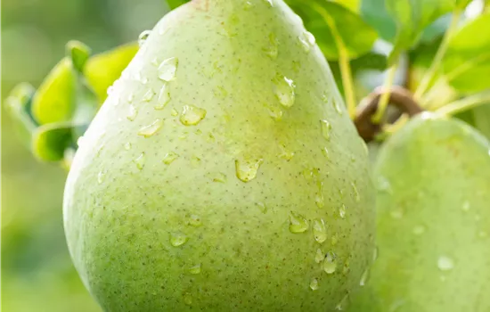 Pyrus com.'Obelisk' -R- CAC