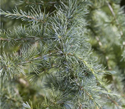 Cedrus deodara Cedrus deodara