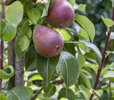 Pyrus com.'Rote Williams Christ' CAC Pyrus com.'Rote Williams Christ' CAC