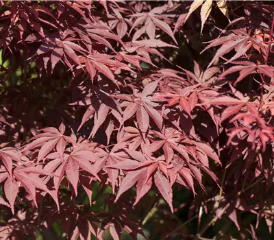Acer palmatum 'Bloodgood' Acer palmatum 'Bloodgood'