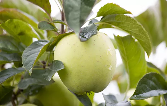 Malus 'Weißer Klarapfel' CAC