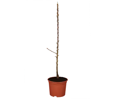 Malus Ballerina -R- 'Flamenco' -S- CAC