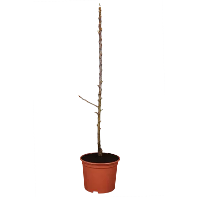 Malus Ballerina -R- 'Flamenco' -S- CAC