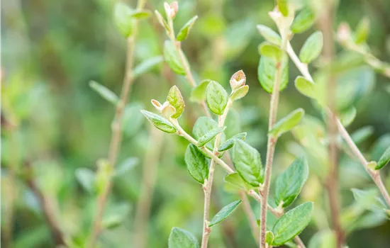 Cotoneaster dielsianus