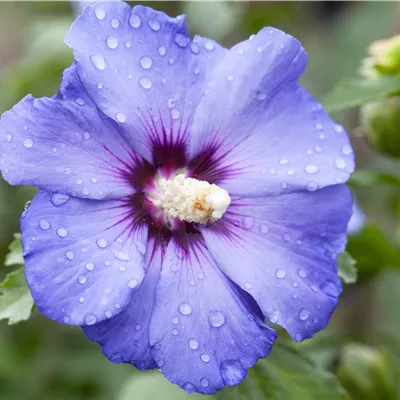 Hibiscus syriacus 'Blue Bird'