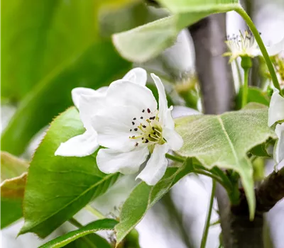 Pyrus pyrifolia 'Nijisseiki' CAC
