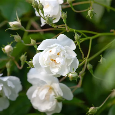 Rosa 'Bobby James' KL