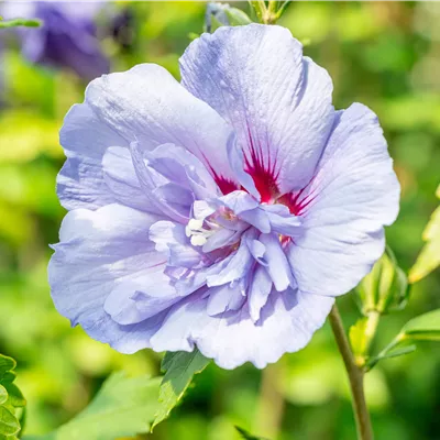 Hibiscus syriacus 'Blue Chiffon' -R-
