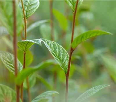 Cotoneaster watereri 'Cornubia' Cotoneaster watereri 'Cornubia'