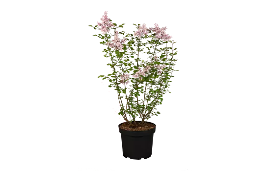 Syringa meyeri 'Red Pixie'