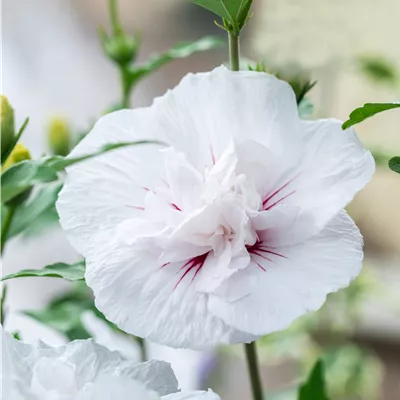 Hibiscus syriacus 'China Chiffon' -R-