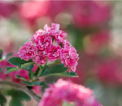 Crataegus laevigata 'Paul's Scarlet' Crataegus laevigata 'Paul's Scarlet'