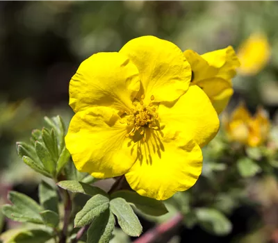 Potentilla fruticosa 'Goldfinger'
