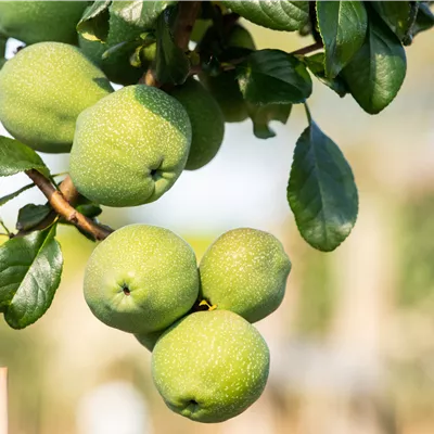 Chaenomeles 'Crimson and Gold'