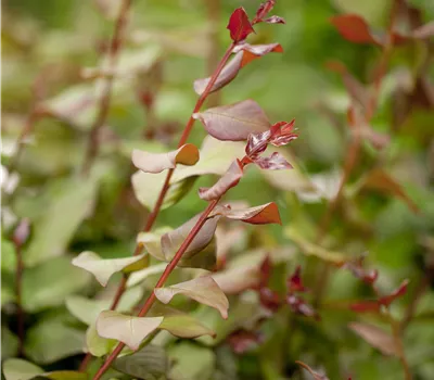Lagerstroemia indica Lagerstroemia indica
