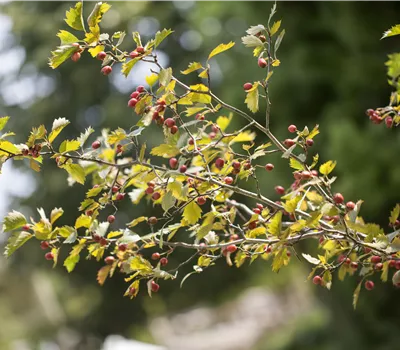 Crataegus monogyna Crataegus monogyna