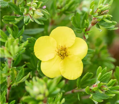 Potentilla fruticosa 'Kobold'