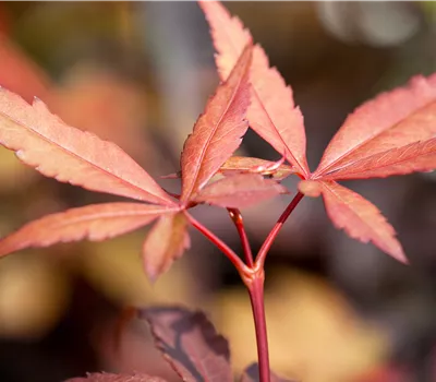 Acer palmatum 'Skeeter's Broom'
