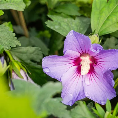 Hibiscus syriacus 'Marina'