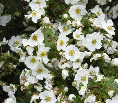 Potentilla fruticosa 'Snowflake'