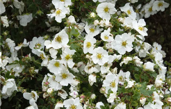Potentilla fruticosa 'Snowflake'