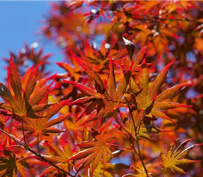 Acer palmatum 'Trompenburg'