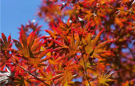 Acer palmatum 'Trompenburg'
