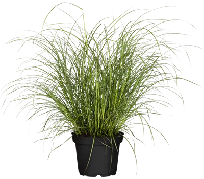 Miscanthus sinensis 'Hermann Müssel'