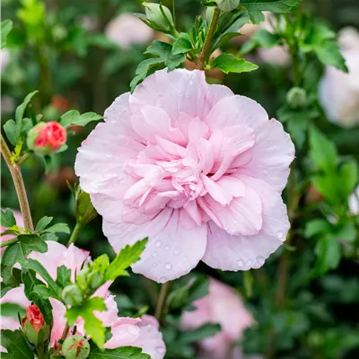 Hibiscus syriacus 'Pink Chiffon' -R-