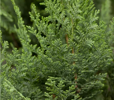 Chamaecyparis laws.'Columnaris' Chamaecyparis laws.'Columnaris'