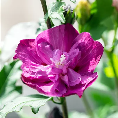 Hibiscus syriacus 'Purple Ruffles'