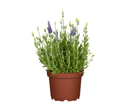 Lavandula angustifolia 'Dwarf Blue' Lavandula angustifolia 'Dwarf Blue'