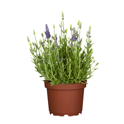 Lavandula angustifolia 'Dwarf Blue'