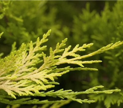 Cupressocyparis leyl.'Gold Rider'