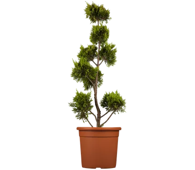 Cupressocyparis leyl.'Gold Rider'