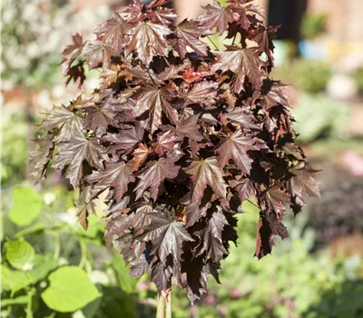 Acer platanoides 'Crimson Sentry' Acer platanoides 'Crimson Sentry'