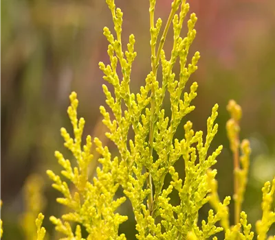 Chamaecyparis laws.'Ivonne' Chamaecyparis laws.'Ivonne'